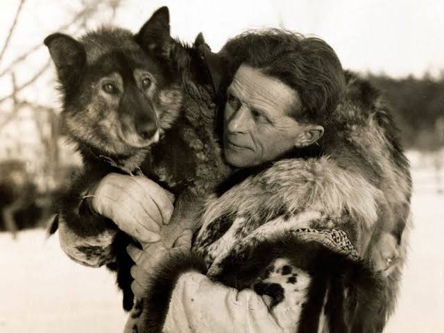 Togo the 12 year old work sled dog guided a team of other sled dogs & his Finnish owner 264 miles through an extreme snow storm to deliver diptheria antitoxin to dozens of dying children to save them all