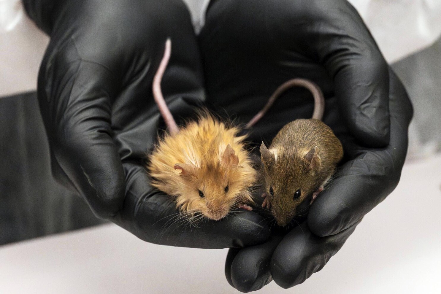 Wooly Mice
